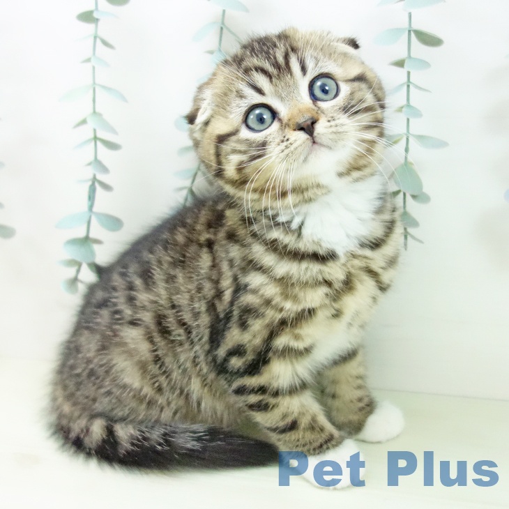 スコティッシュフォールド