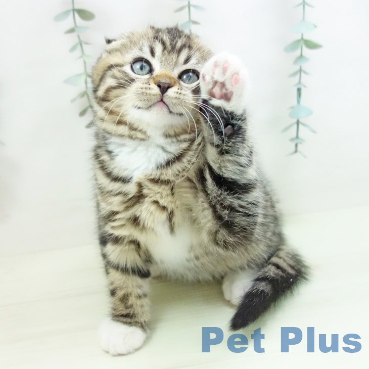 スコティッシュフォールド