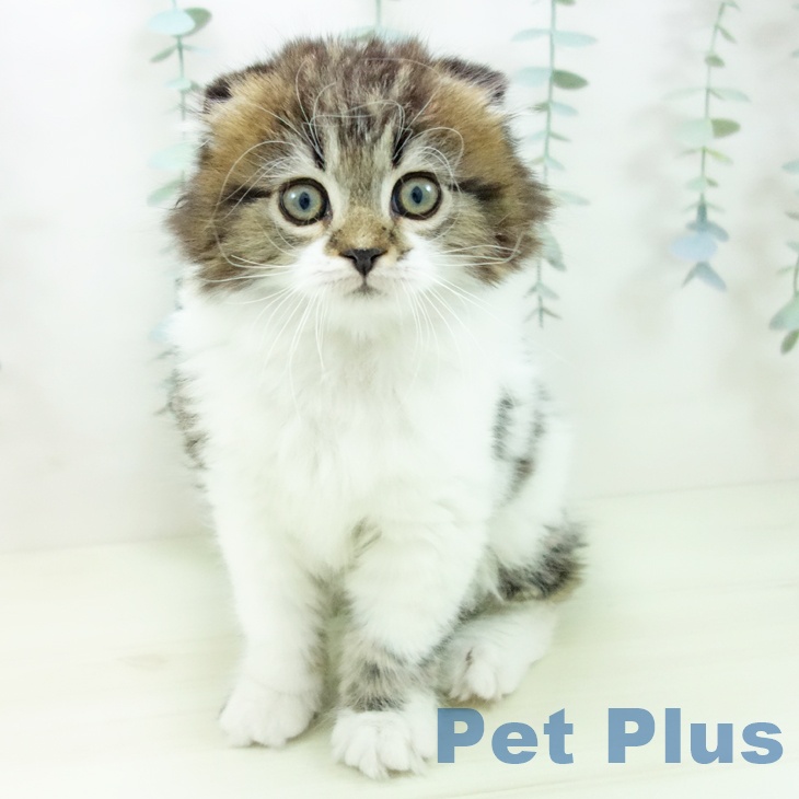 スコティッシュフォールド