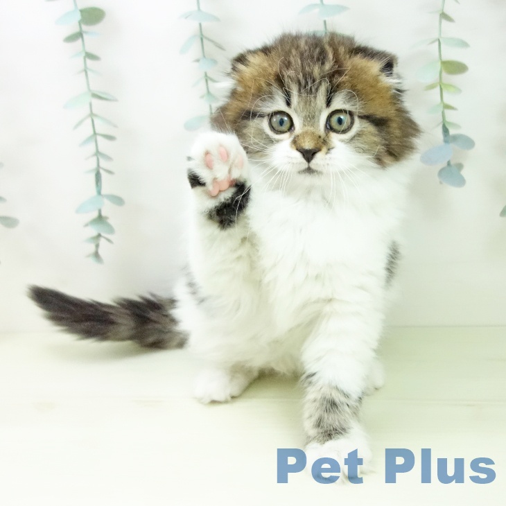 スコティッシュフォールドの写真2