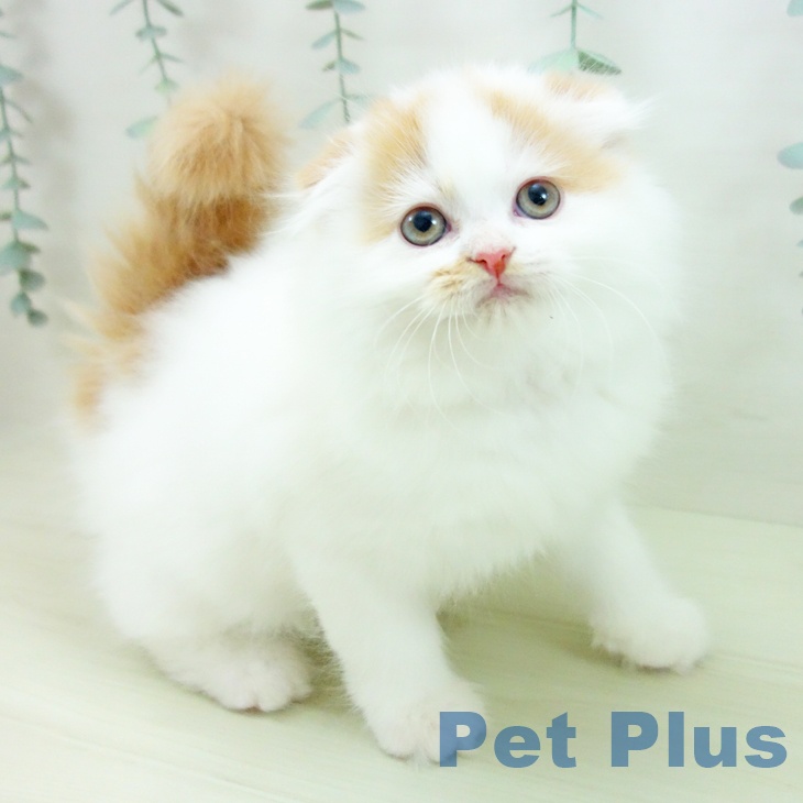 スコティッシュフォールド