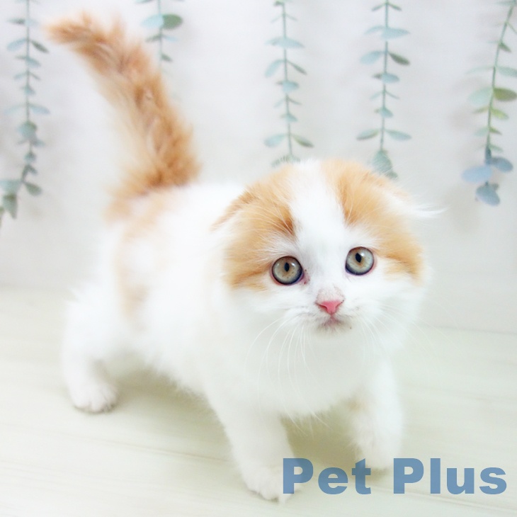 スコティッシュフォールド