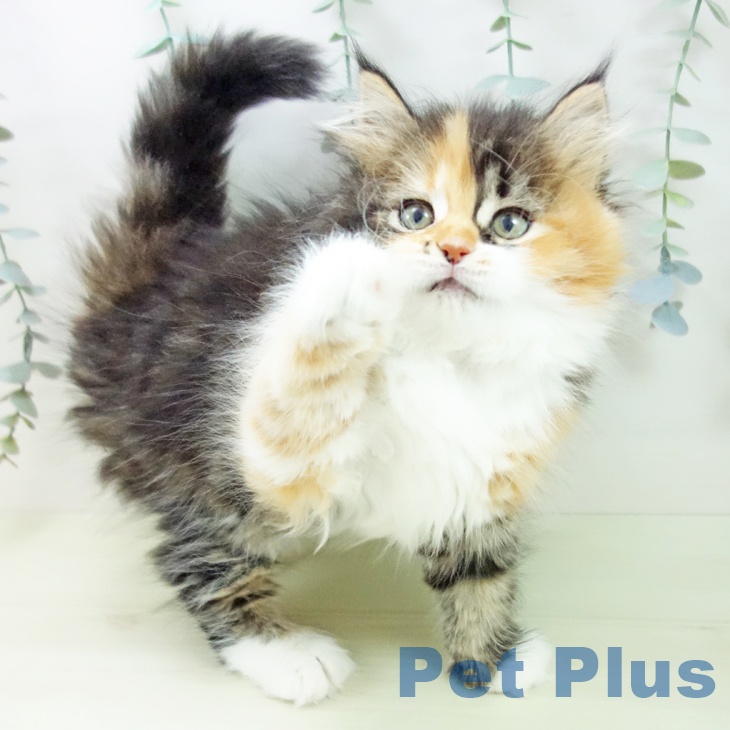 サイベリアンの写真2