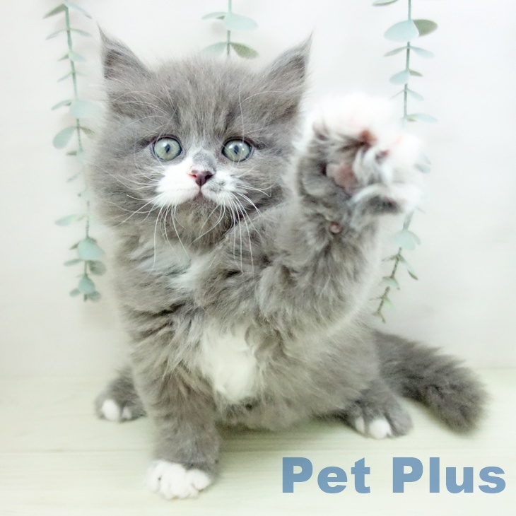 サイベリアンの写真2