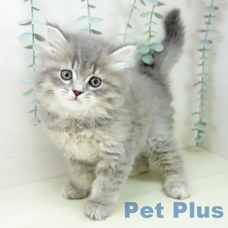 サイベリアンの写真2