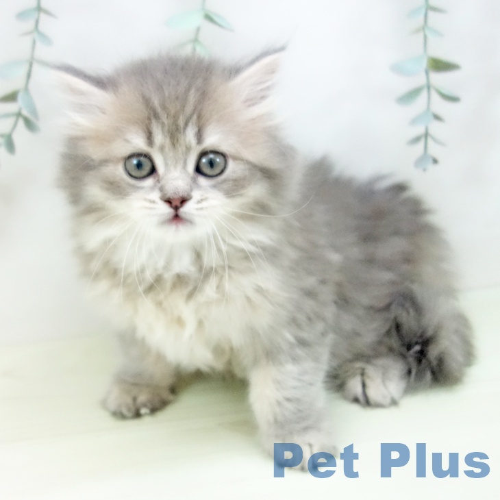 サイベリアンの写真2