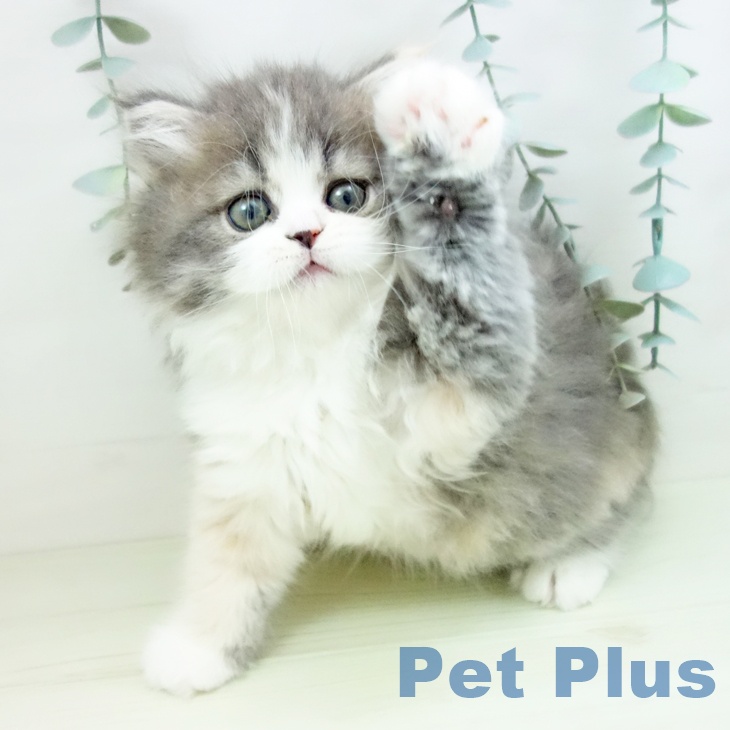 サイベリアンの写真2