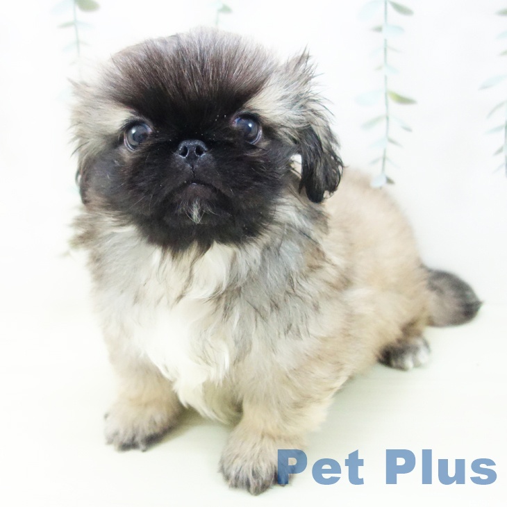 ペキニーズの写真2