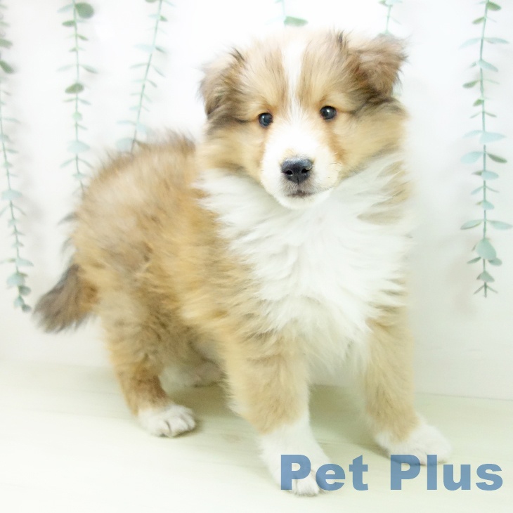 シェットランド・シープドッグ