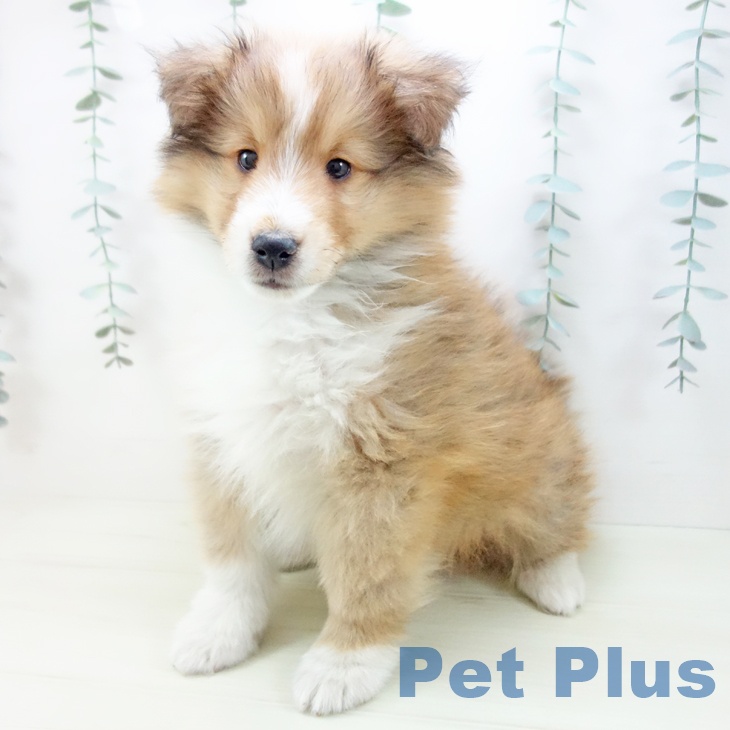 シェットランド・シープドッグの写真2