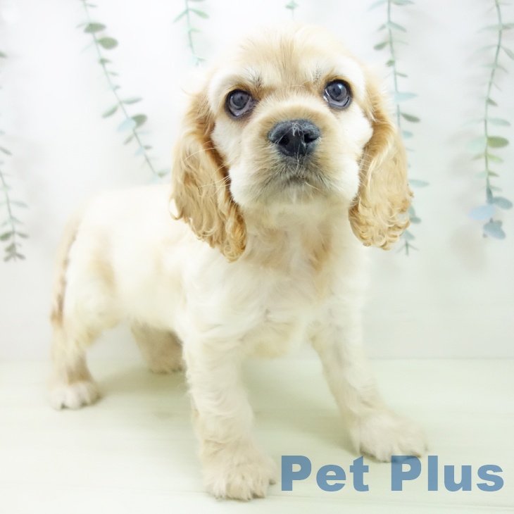 アメリカン・コッカー・スパニエル