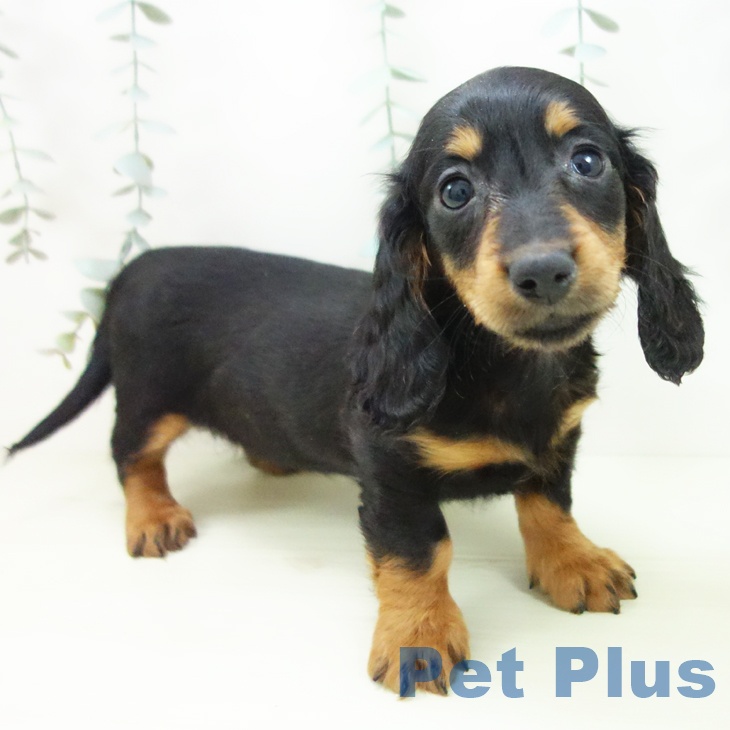 ミニチュア・ダックスフンド