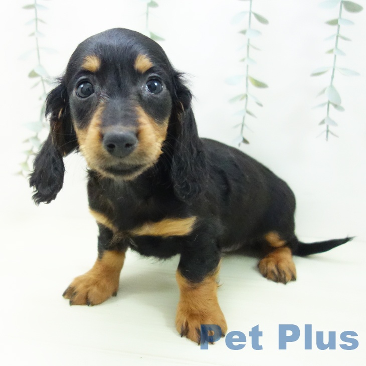 ミニチュア・ダックスフンド