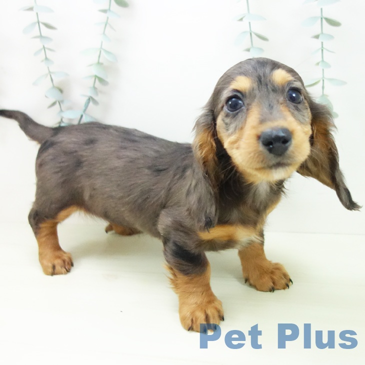 ミニチュア・ダックスフンドの写真2