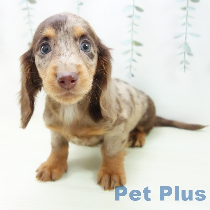 ミニチュア・ダックスフンド