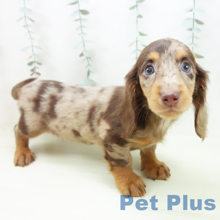 ミニチュア・ダックスフンドの写真2