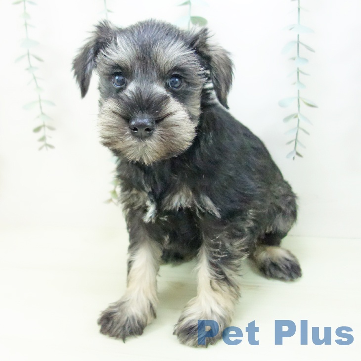 ミニチュア・シュナウザーの写真2