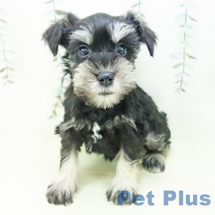 ミニチュア・シュナウザー