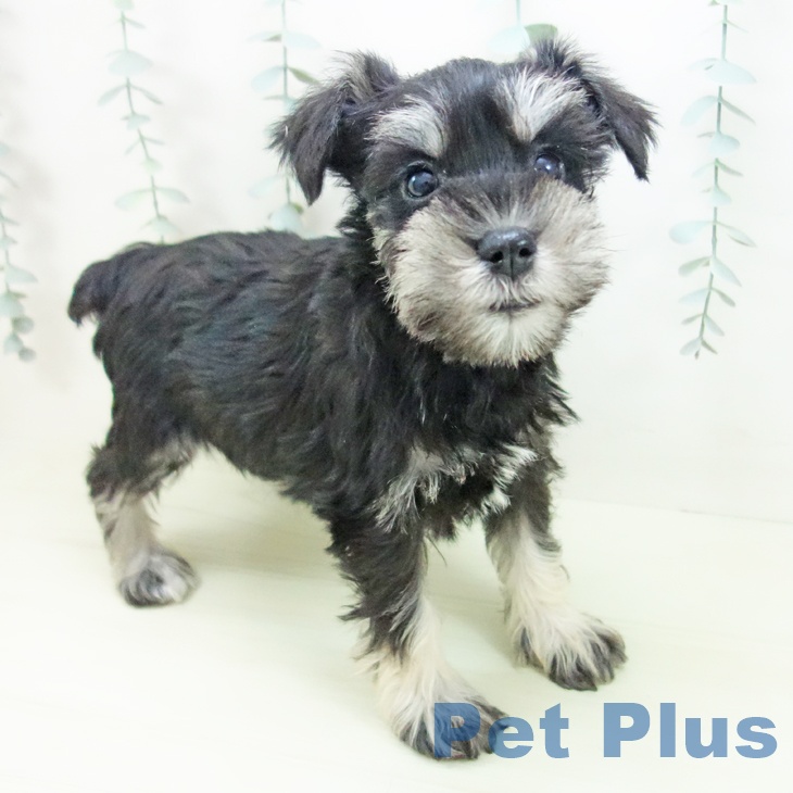 ミニチュア・シュナウザーの写真2