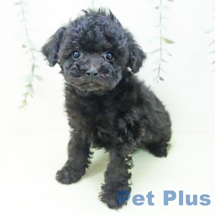 トイ・プードルの写真2