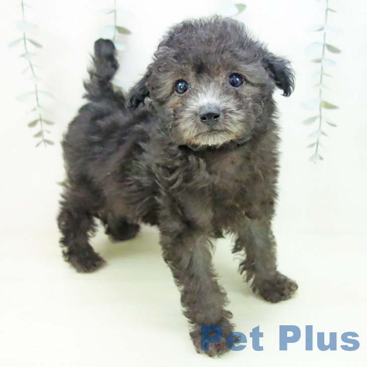 トイ・プードル