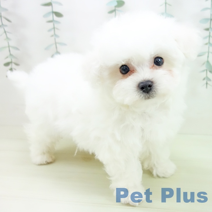 ビション・フリーゼ