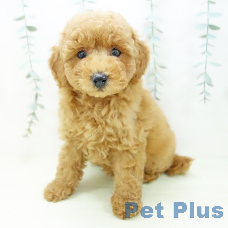 トイ・プードル