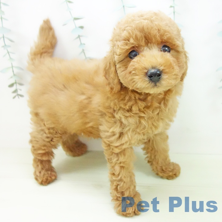 トイ・プードルの写真2