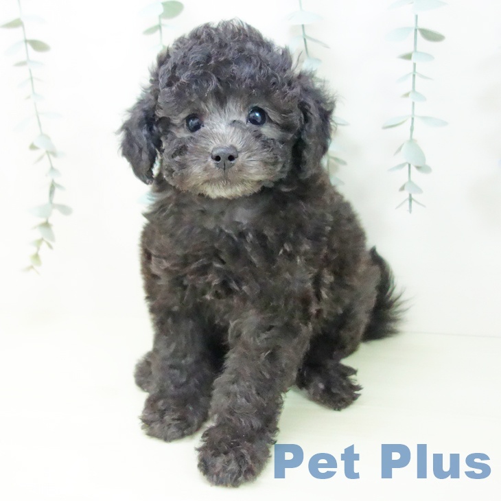 トイ・プードル