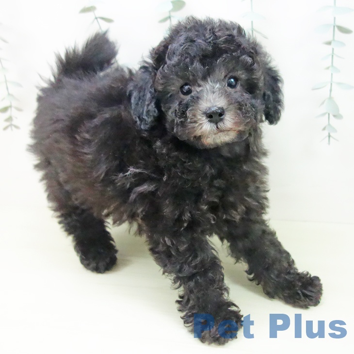 トイ・プードル