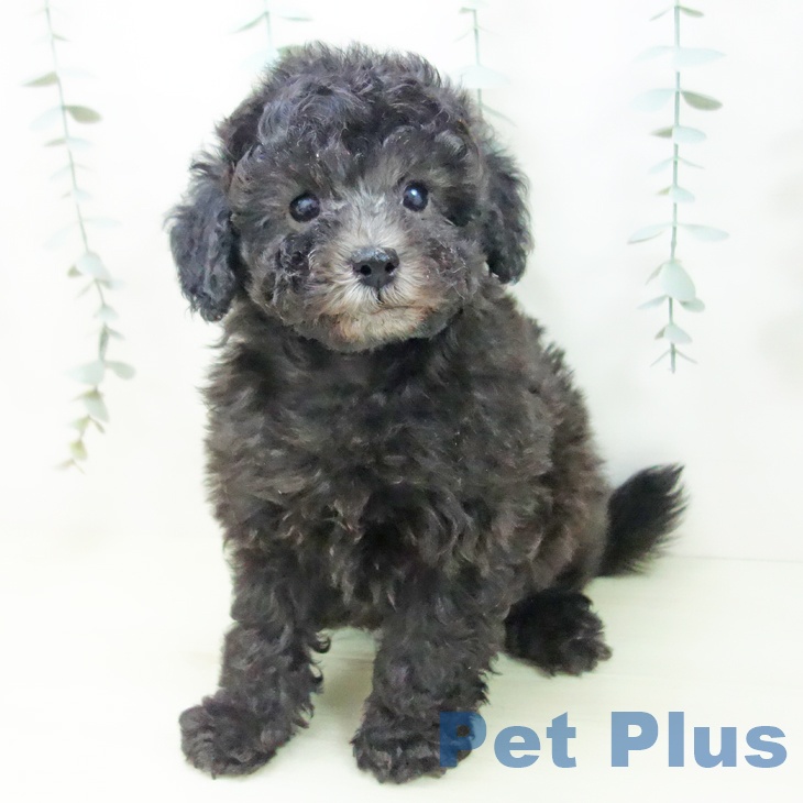 トイ・プードルの写真2