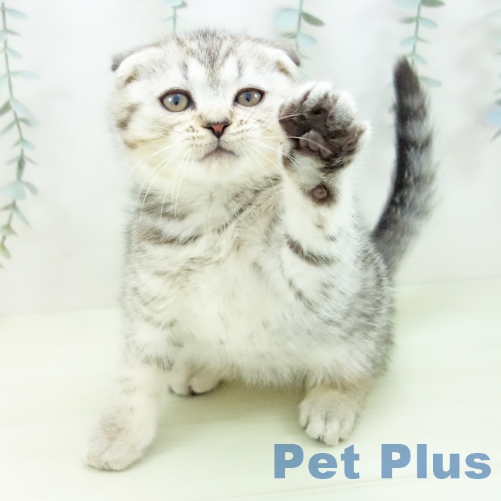 スコティッシュフォールド