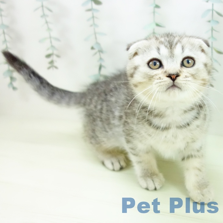 スコティッシュフォールドの写真2