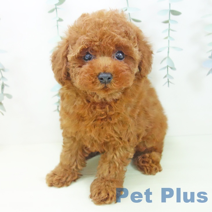 トイ・プードルの写真2