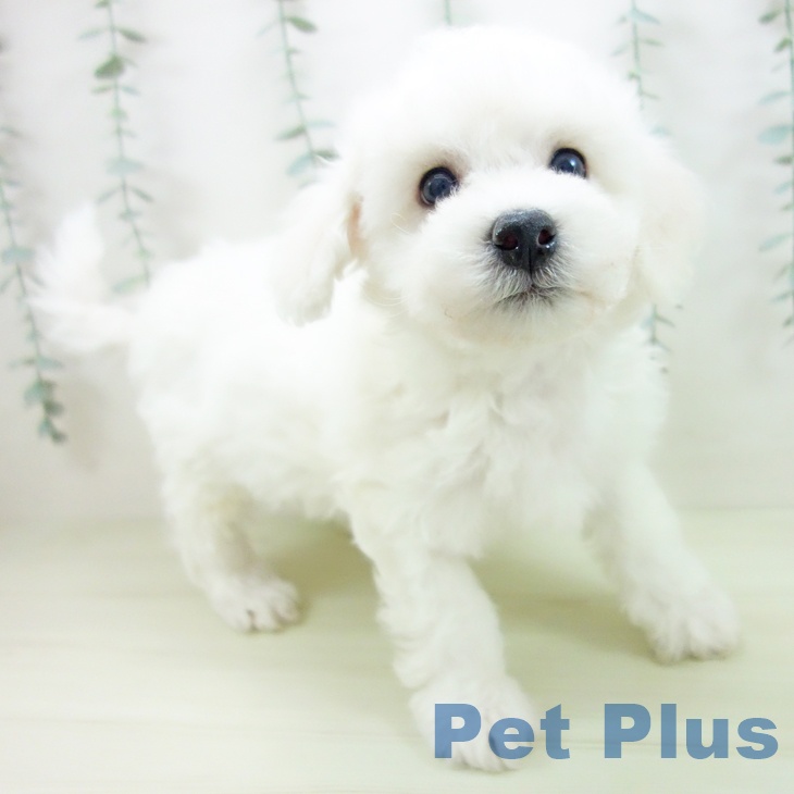 ビション・フリーゼの写真2