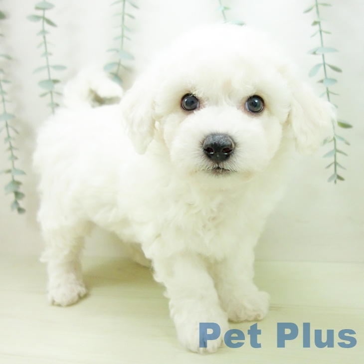 ビション・フリーゼの写真2