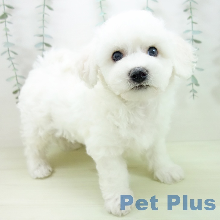 ビション・フリーゼ