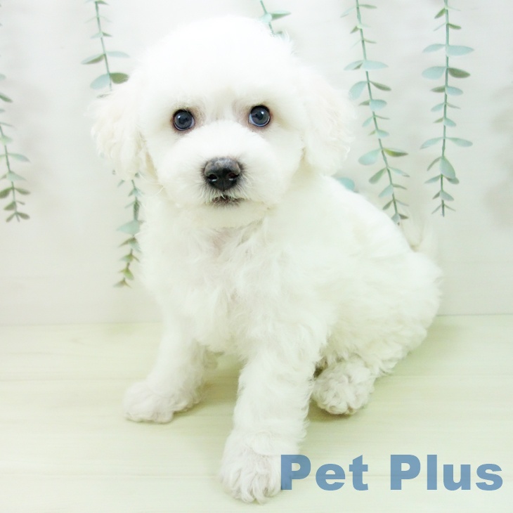 ビション・フリーゼの写真2