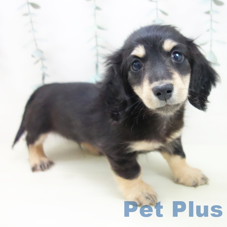 ミニチュア・ダックスフンド