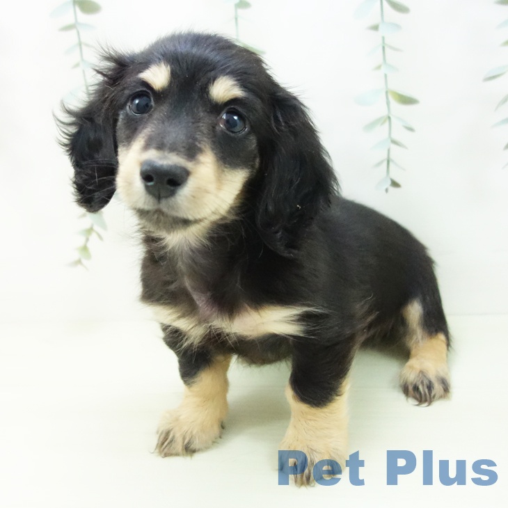 ミニチュア・ダックスフンドの写真2