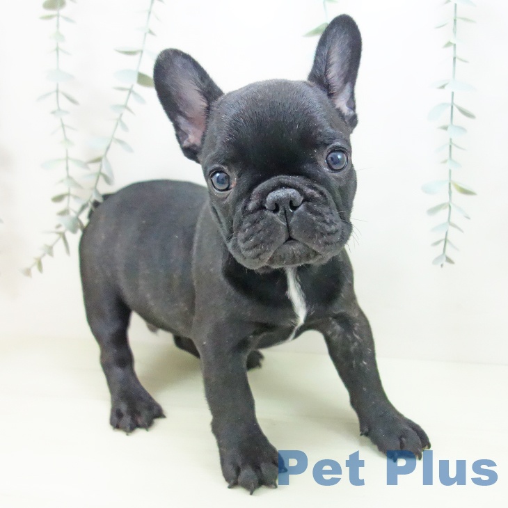 フレンチ・ブルドッグ