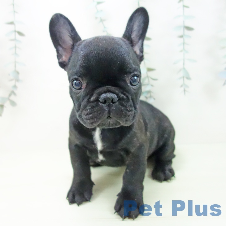 フレンチ・ブルドッグ