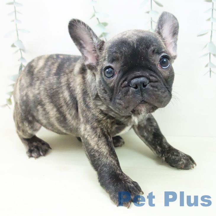 フレンチ・ブルドッグ