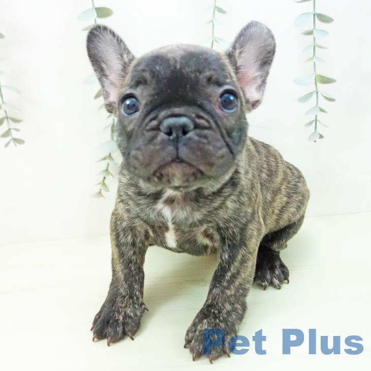 フレンチ・ブルドッグの写真2