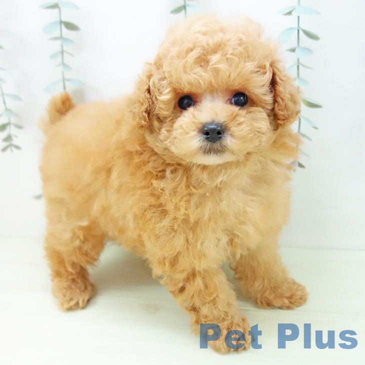 トイ・プードル