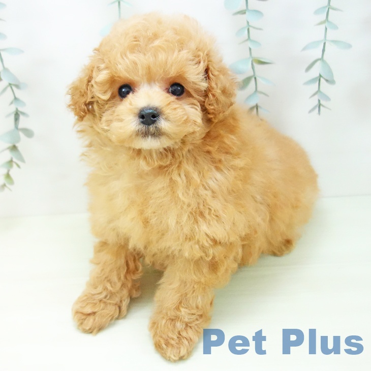 トイ・プードル