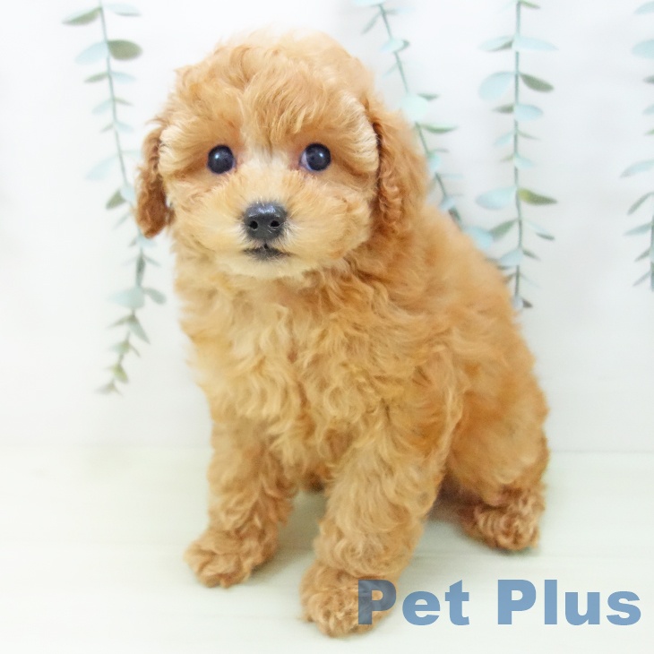 トイ・プードルの写真2