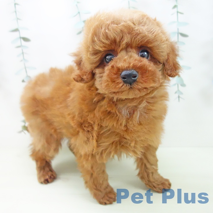 トイ・プードルの写真2