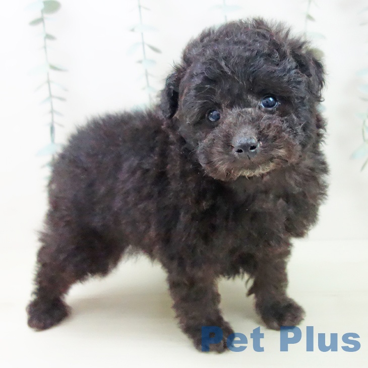 トイ・プードル