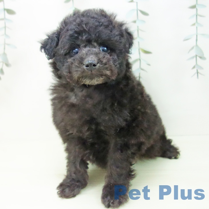 トイ・プードル